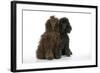 Brown Poodle and Black Poodle-null-Framed Photographic Print