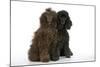 Brown Poodle and Black Poodle-null-Mounted Photographic Print