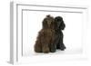 Brown Poodle and Black Poodle-null-Framed Photographic Print