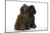 Brown Poodle and Black Poodle-null-Mounted Photographic Print