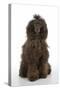 Brown Poodle Sitting Down-null-Stretched Canvas