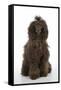 Brown Poodle Sitting Down-null-Framed Stretched Canvas