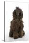 Brown Poodle Sitting Down-null-Stretched Canvas