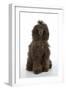 Brown Poodle Sitting Down-null-Framed Photographic Print