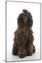 Brown Poodle Sitting Down-null-Mounted Photographic Print