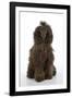 Brown Poodle Sitting Down-null-Framed Photographic Print