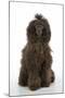 Brown Poodle Sitting Down-null-Mounted Photographic Print