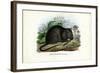 Brown Rat, 1863-79-Raimundo Petraroja-Framed Giclee Print