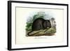 Brown Rat, 1863-79-Raimundo Petraroja-Framed Giclee Print