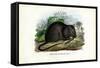 Brown Rat, 1863-79-Raimundo Petraroja-Framed Stretched Canvas