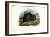 Brown Rat, 1863-79-Raimundo Petraroja-Framed Giclee Print