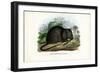 Brown Rat, 1863-79-Raimundo Petraroja-Framed Giclee Print