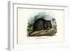 Brown Rat, 1863-79-Raimundo Petraroja-Framed Giclee Print