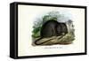 Brown Rat, 1863-79-Raimundo Petraroja-Framed Stretched Canvas