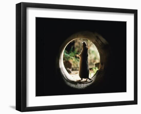 Brown Rat (Rattus Norvegicus) Standing at Entrance to Drain-Jane Burton-Framed Photographic Print