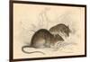 Brown Rat (Rattus Rattu), 1828-null-Framed Giclee Print