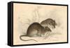 Brown Rat (Rattus Rattu), 1828-null-Framed Stretched Canvas