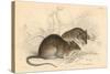 Brown Rat (Rattus Rattu), 1828-null-Stretched Canvas