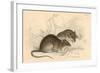 Brown Rat (Rattus Rattu), 1828-null-Framed Giclee Print