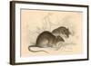 Brown Rat (Rattus Rattu), 1828-null-Framed Giclee Print