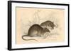 Brown Rat (Rattus Rattu), 1828-null-Framed Giclee Print