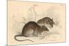 Brown Rat (Rattus Rattu), 1828-null-Mounted Giclee Print