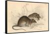 Brown Rat (Rattus Rattu), 1828-null-Framed Stretched Canvas