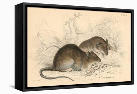 Brown Rat (Rattus Rattu), 1828-null-Framed Stretched Canvas