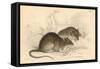 Brown Rat (Rattus Rattu), 1828-null-Framed Stretched Canvas