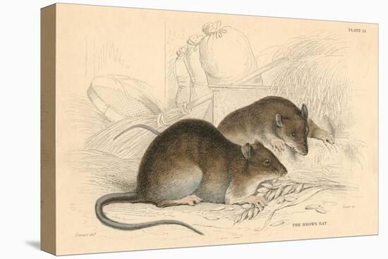Brown Rat (Rattus Rattu), 1828-null-Stretched Canvas