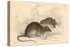 Brown Rat (Rattus Rattu), 1828-null-Stretched Canvas