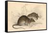 Brown Rat (Rattus Rattu), 1828-null-Framed Stretched Canvas