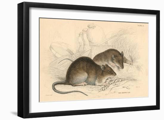 Brown Rat (Rattus Rattu), 1828-null-Framed Giclee Print