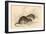 Brown Rat (Rattus Rattu), 1828-null-Framed Giclee Print