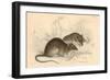 Brown Rat (Rattus Rattu), 1828-null-Framed Giclee Print