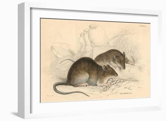 Brown Rat (Rattus Rattu), 1828-null-Framed Giclee Print