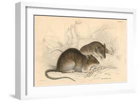 Brown Rat (Rattus Rattu), 1828-null-Framed Giclee Print