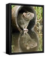 Brown Rat Sniffing Air from Old Pipe, UK-Andy Sands-Framed Stretched Canvas
