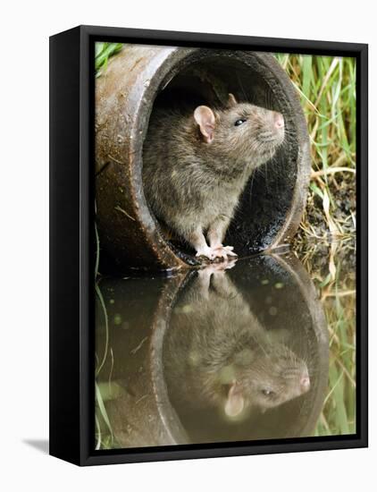 Brown Rat Sniffing Air from Old Pipe, UK-Andy Sands-Framed Stretched Canvas