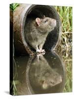 Brown Rat Sniffing Air from Old Pipe, UK-Andy Sands-Stretched Canvas