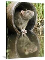 Brown Rat Sniffing Air from Old Pipe, UK-Andy Sands-Stretched Canvas