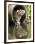 Brown Rat Sniffing Air from Old Pipe, UK-Andy Sands-Framed Premium Photographic Print