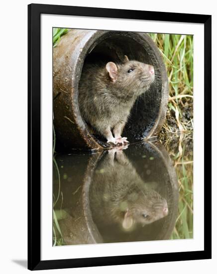 Brown Rat Sniffing Air from Old Pipe, UK-Andy Sands-Framed Premium Photographic Print