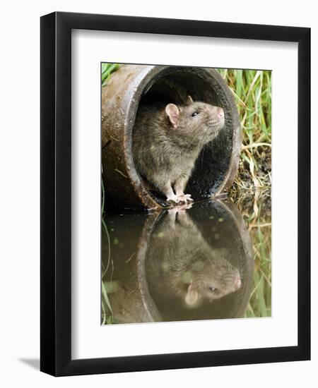 Brown Rat Sniffing Air from Old Pipe, UK-Andy Sands-Framed Premium Photographic Print