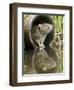 Brown Rat Sniffing Air from Old Pipe, UK-Andy Sands-Framed Photographic Print