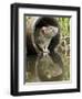 Brown Rat Sniffing Air from Old Pipe, UK-Andy Sands-Framed Photographic Print