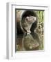 Brown Rat Sniffing Air from Old Pipe, UK-Andy Sands-Framed Photographic Print