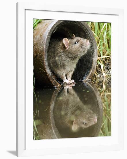 Brown Rat Sniffing Air from Old Pipe, UK-Andy Sands-Framed Photographic Print