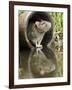 Brown Rat Sniffing Air from Old Pipe, UK-Andy Sands-Framed Photographic Print