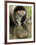 Brown Rat Sniffing Air from Old Pipe, UK-Andy Sands-Framed Photographic Print